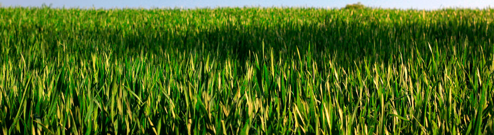 gras-1